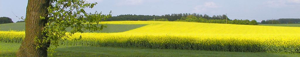 Rapsfeld auf Usedom